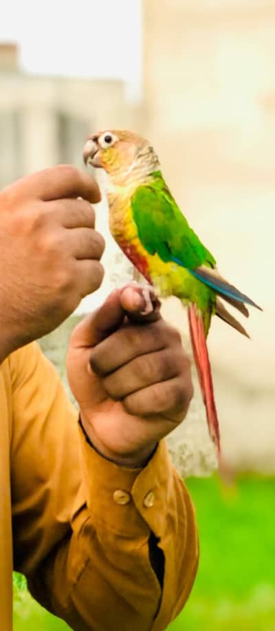 conure hand tame