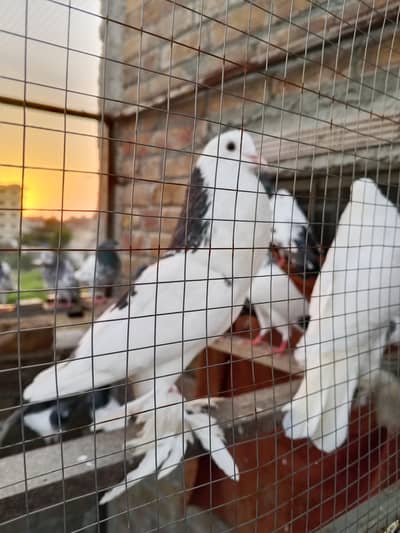 1 megpai  pair and 1 young male
