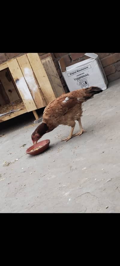 Aseel mianwali cross female hen for sale