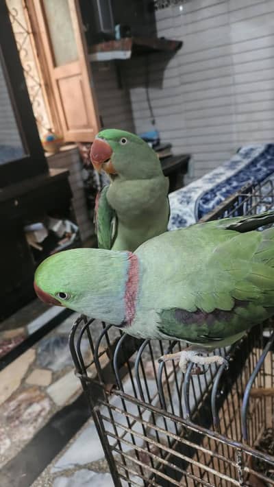 breeder pair