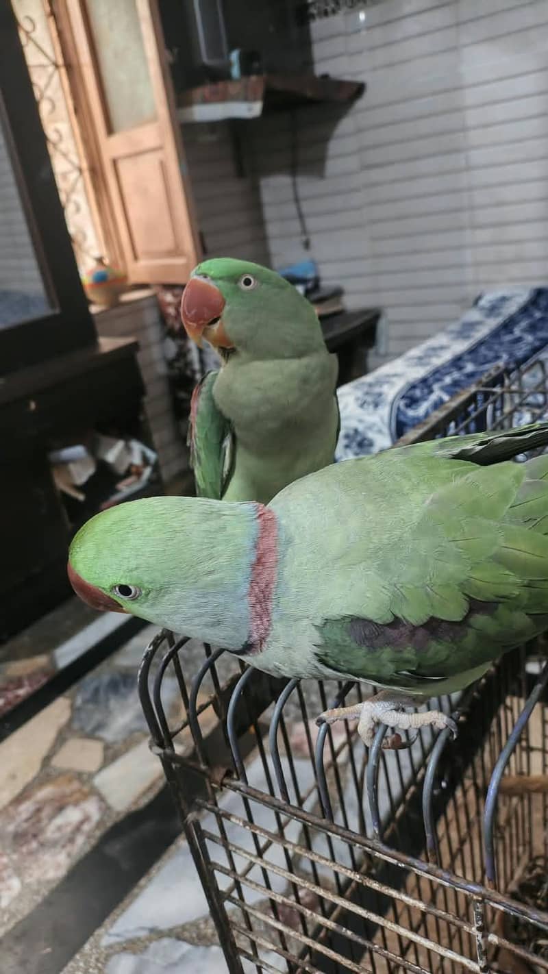 breeder pair 0