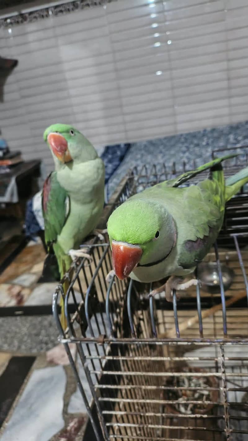 breeder pair 1