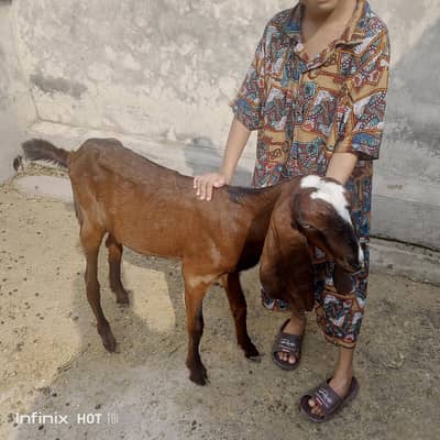 for sale home breed active and pure aseel old blood line