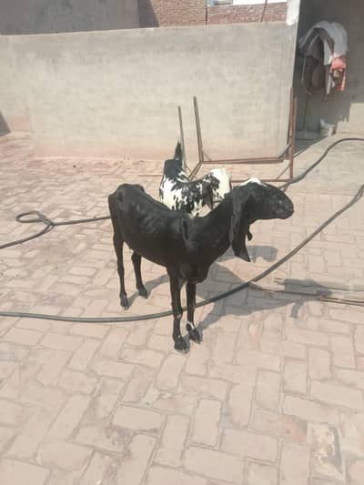 Beautiful Goat with male baby