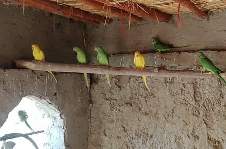 parrots