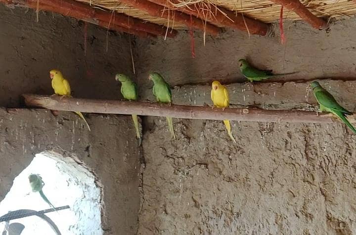parrots 0