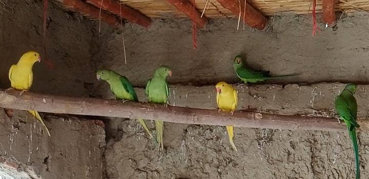 parrots 1
