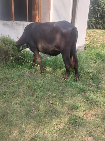 male katta