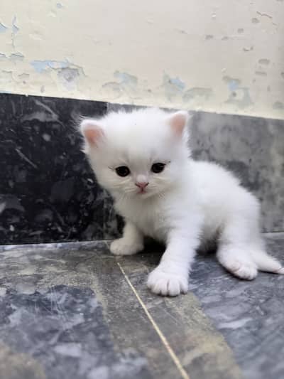 Top quality persian kittens