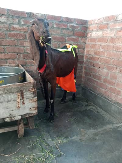 Amritsari Beetal 8 dant Bakri