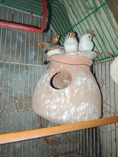 zebra Finch healthy and active 2 pair ready to first breed