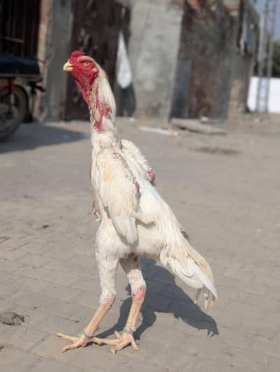 aseel shamo chicks Whatsapp number 03234852217