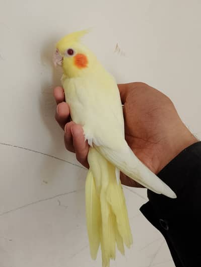 Hand tame chick cream cockatiel red eyes