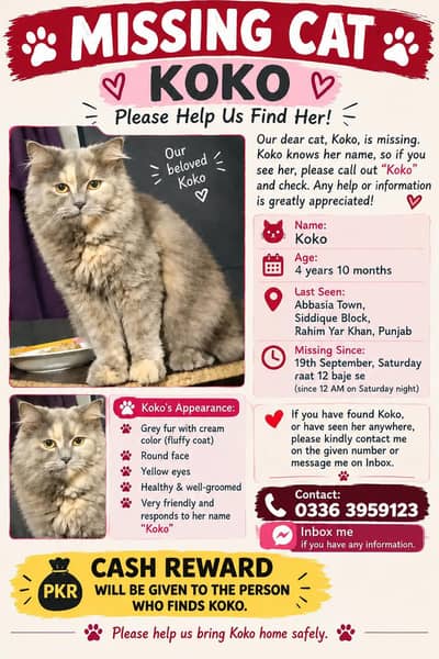 missing cat