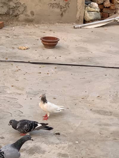 Healthy & Active Flying Pigeons / High Flying Cross Kabootar for Sale