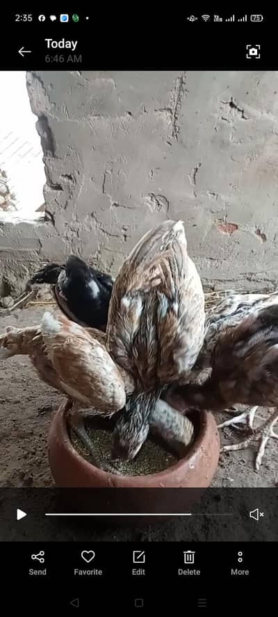 Aseel Heera Lassani Lakhi breed