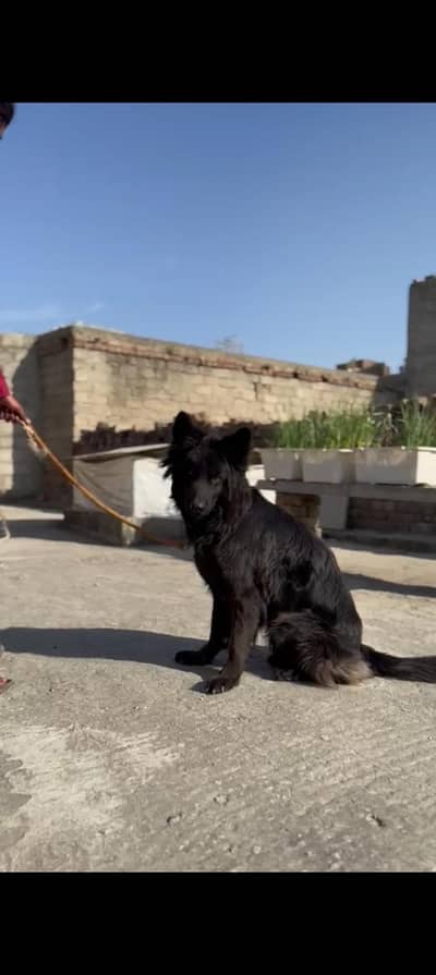 Black German shepherd female