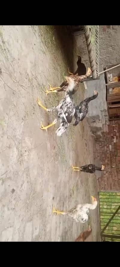 my home breed