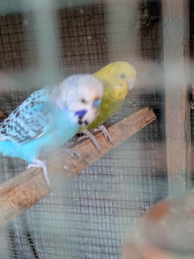 TCB undersize and Rainbow Budgies available