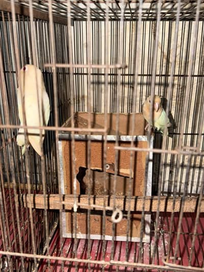 love birds