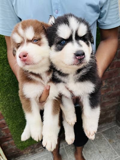 Siberian Husky Puppies for Sale – PKC Registered & Microchipped
