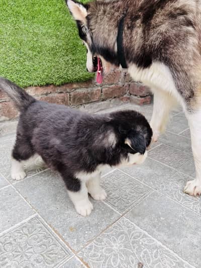 Siberian Husky Puppies for Sale – PKC Registered & Microchipped