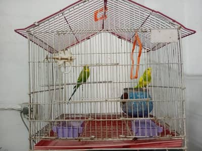 Australian parrots