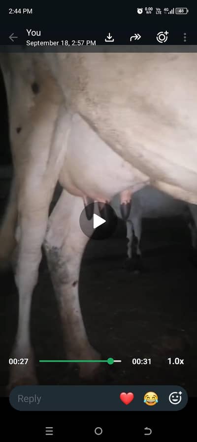 Desi cholistani cow with washi