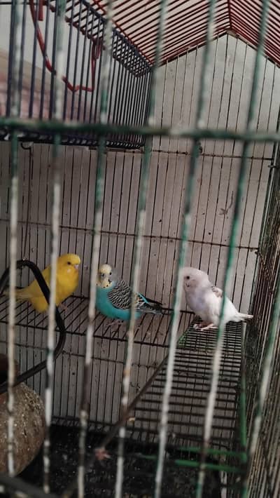 cage and parit for sale
