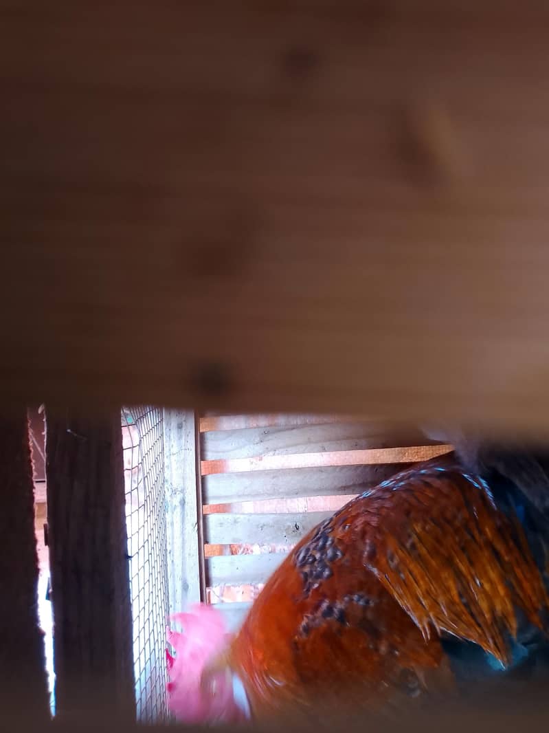 Murga 1