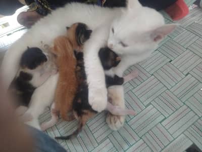 white cat +4 baby cats