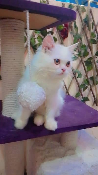 Cute Persian kittens Available — Healthy & playful