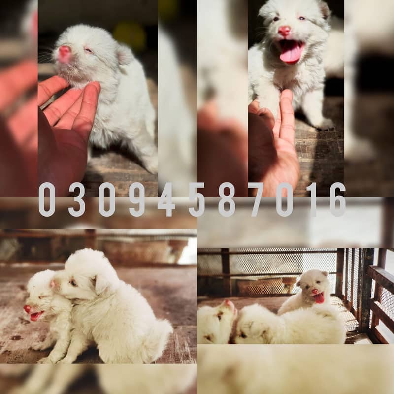 Russian pups 0