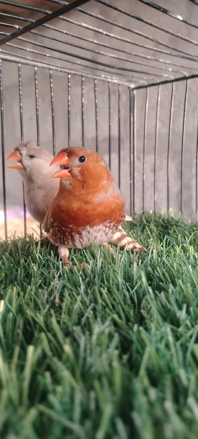 mutation finches
