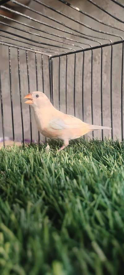 finches