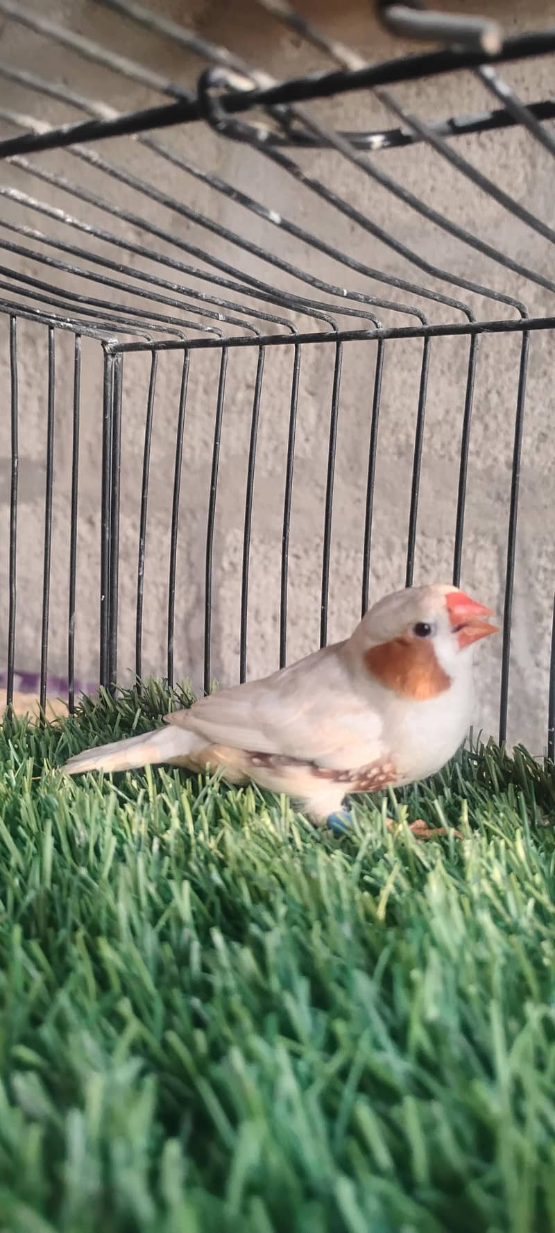 finches 1