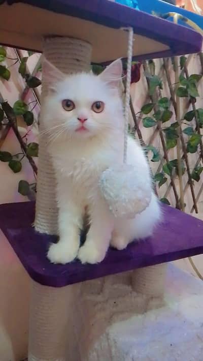 Beautiful Female kittens| Punch face| Triple coat