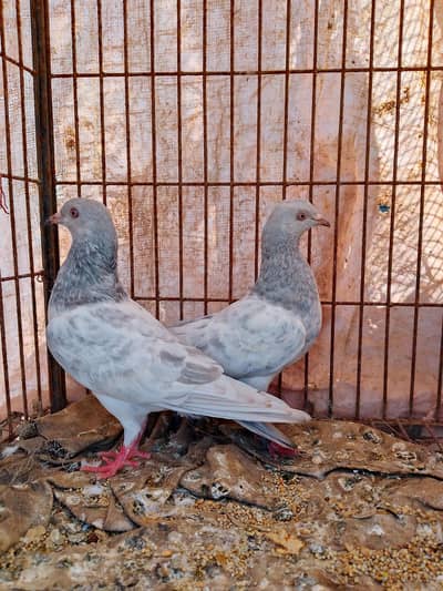 kasni piar for sale