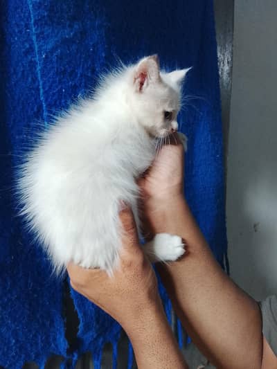 3 kitten mother total 4 cat white kitten Blue eyes