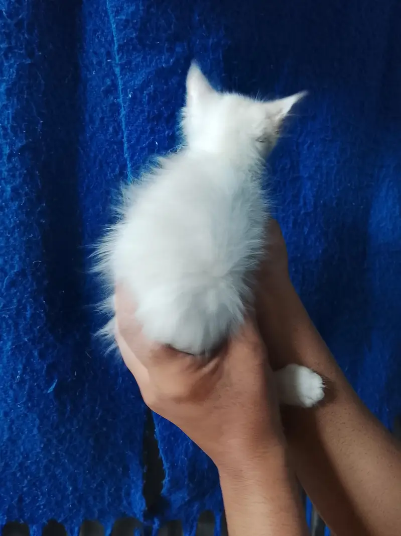 3 kitten mother total 4 cat white kitten Blue eyes — photo 2
