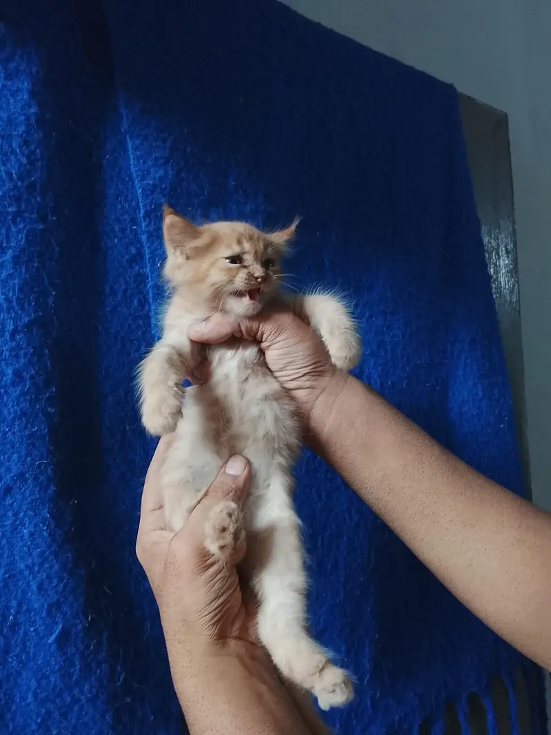 3 kitten mother total 4 cat white kitten Blue eyes — photo 3
