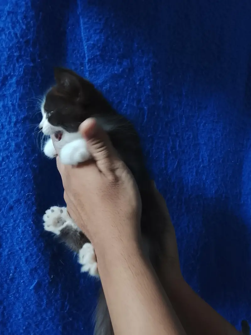 3 kitten mother total 4 cat white kitten Blue eyes — photo 5