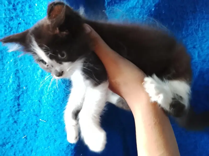 3 kitten mother total 4 cat white kitten Blue eyes — photo 10
