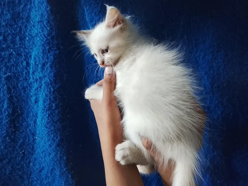 3 kitten mother total 4 cat white kitten Blue eyes — photo 12