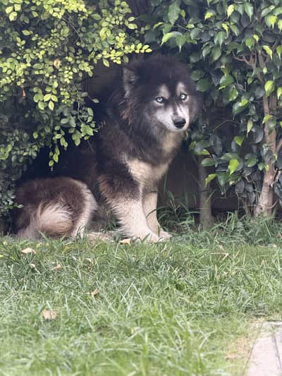 siberian husky