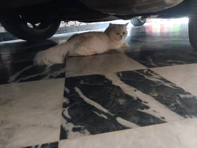 White Persion cat Ttiple coat