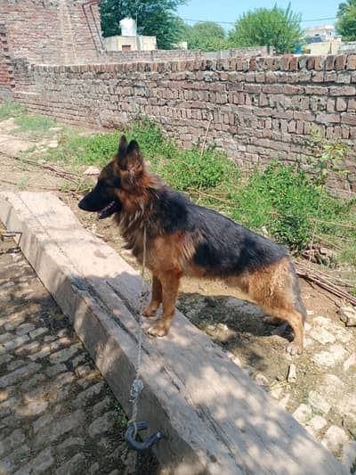 germnshefrd double coat