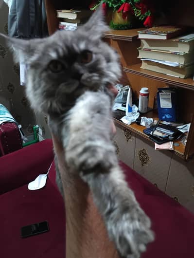 missing cat 5000 reward