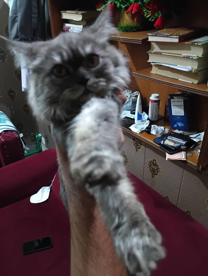 missing cat 5000 reward 0