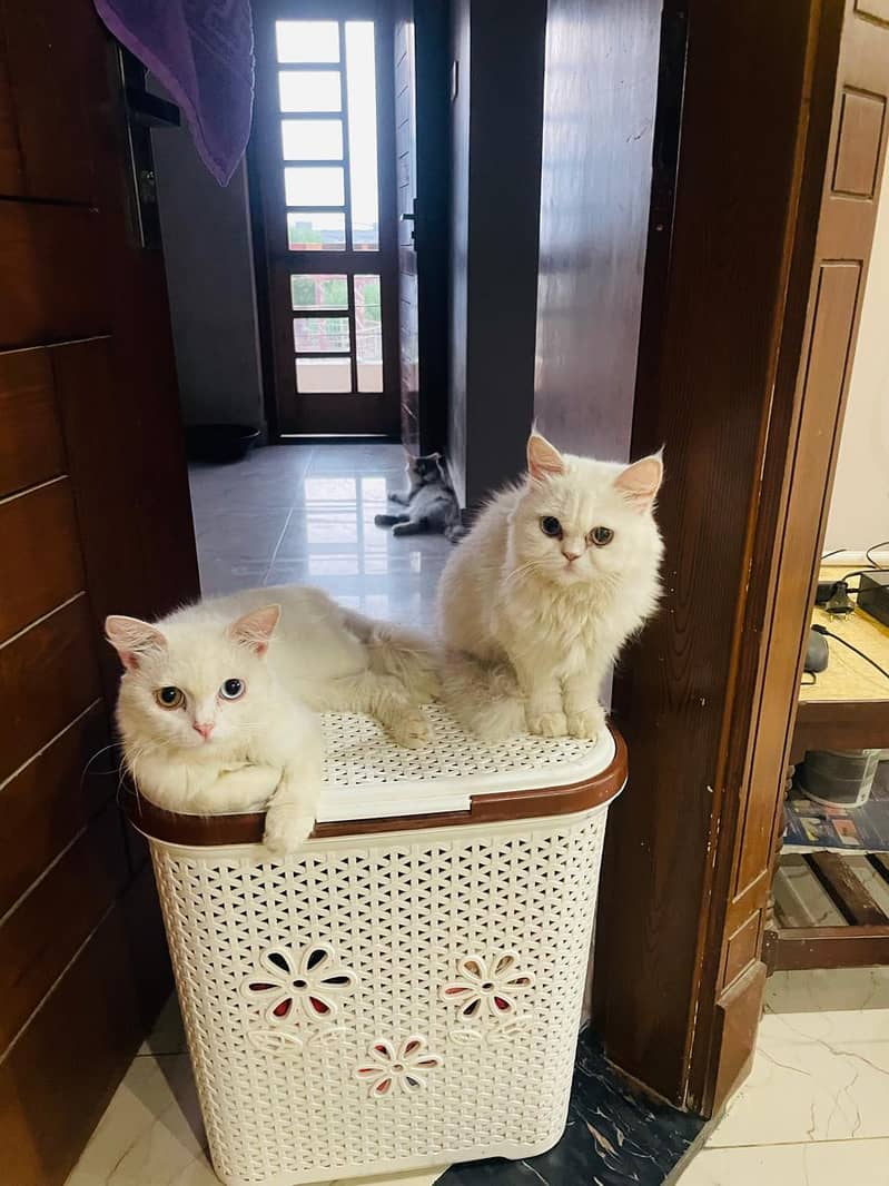 Odd Eyes Pair 3